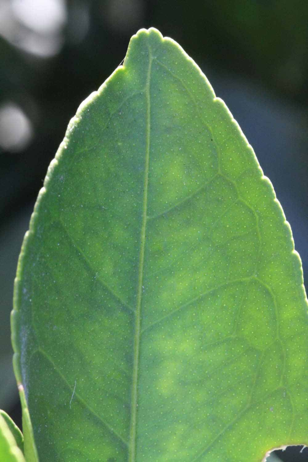              Margin (Riverside, CA)       